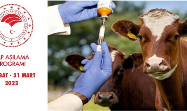 Samsun'da ilkbahar şap aşılama programı başlıyor