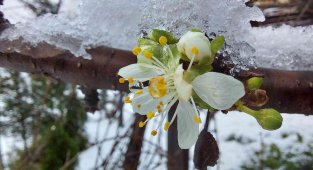 Samsun'da yağan kar kartpostallık görüntüler oluşturdu
