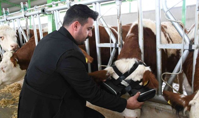 Sanal gerçeklik gözlüğüyle ineklerin süt verimliliği arttı