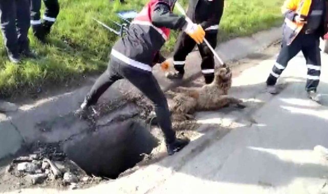 Sancaktepe'de kuyuda mahsur kalan köpeği kurtarma operasyonu