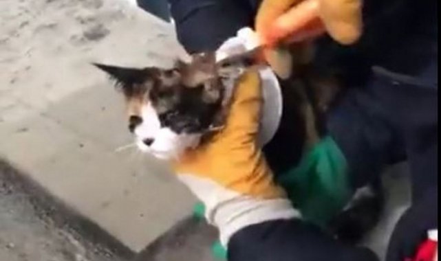 Şanlıurfa&#039;da kedi kurtarma operasyonu