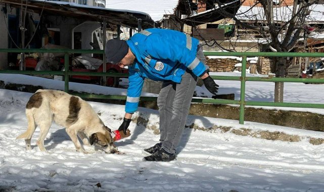 Şaphane İlçe Tarım ve Orman Müdürlüğü sokak hayvanlarını unutmadı