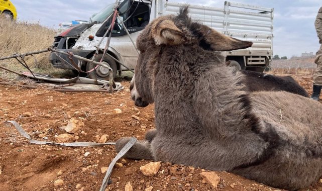 Şarampole devrilen kamyonetteki 2 kişi ile 2 eşek yaralandı, 1 eşek telef oldu
