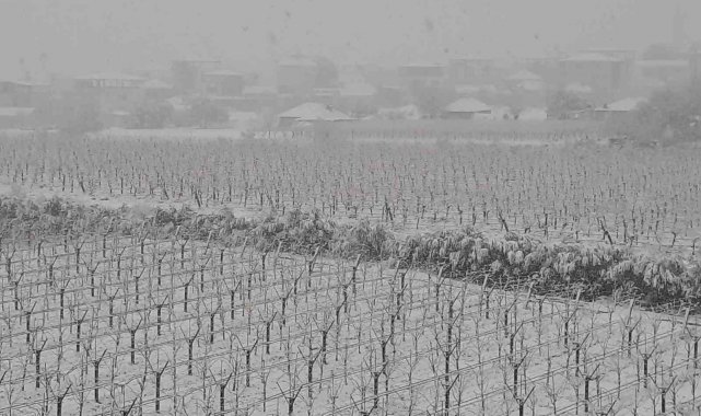 Sarıgöl&#039;ün üzüm bağları kar altında kaldı