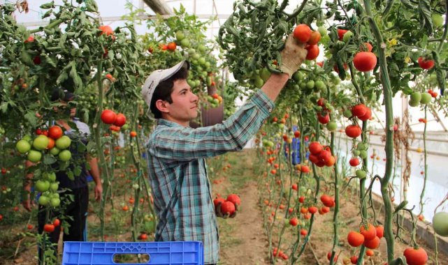 Sebze fiyatında son 3 yılın en iyi Aralık ayı