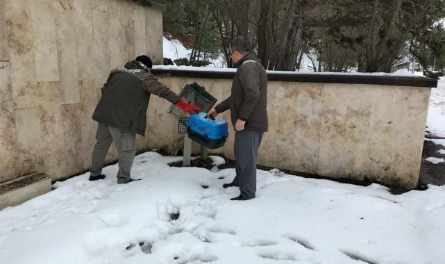 Şehitlikte yaralı halde bulunan tilki tedavi altına alındı
