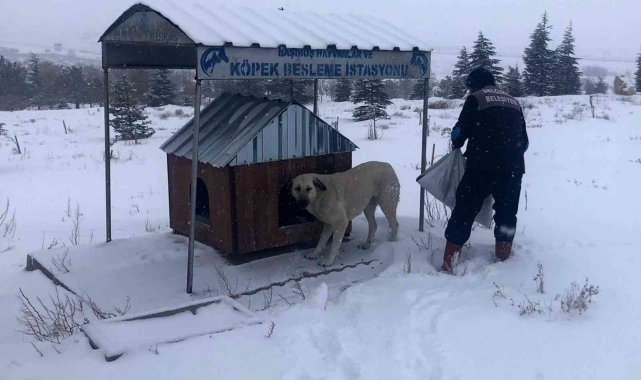 Selçuklu Belediyesi sokak hayvanlarına yem ve mama bırakıyor