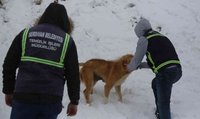 Serdivan Belediyesi sokak hayvanlarını yalnız bırakmadı