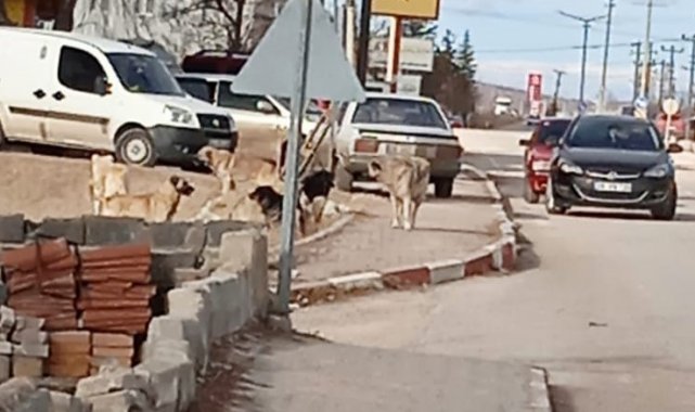 Seyitgazi'de köpek dehşeti