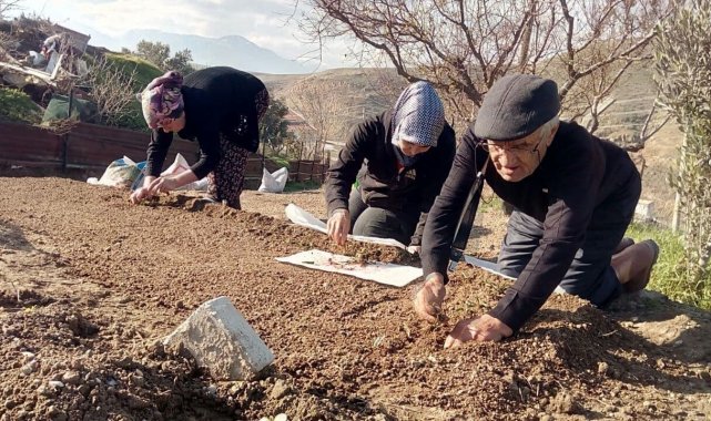 Sezonun son salep fidanları toprakla buluştu