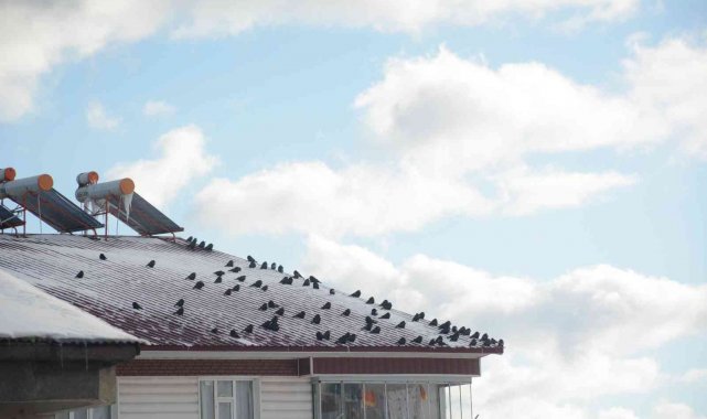Sibirya soğuğundan etkilenen kuşlar güneşlenerek ısınmaya çalışıyor