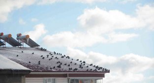 Sibirya soğuğundan etkilenen kuşlar güneşlenerek ısınmaya çalışıyor