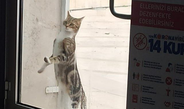 Sıcak bir yuva arıyorlar