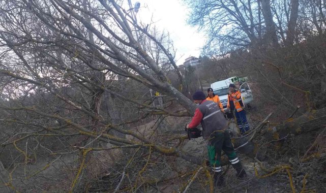 Şiddetli rüzgar ağaçları devirdi