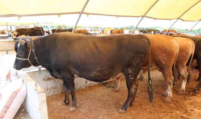 Sığırların boyu büyüdü, lezzeti azaldı