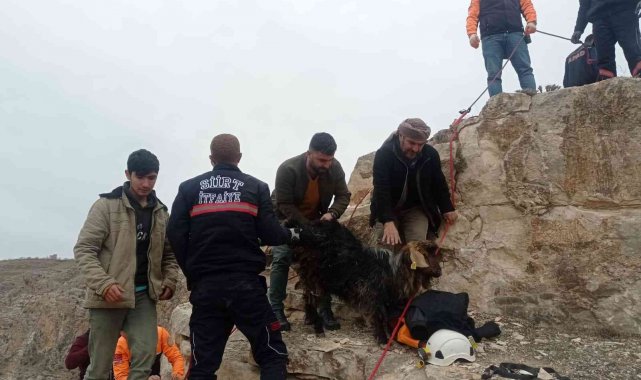 Siirt&#039;te kayalıklarda 14 gündür mahsur kalan keçi kurtarıldı