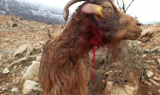 Siirt'te kurt sürüsü ahıra saldırdı: 3 keçi telef olurken, 5 keçi yaralandı