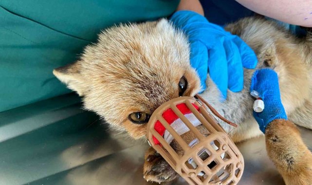 Silahla yaralanan çakal ve tilkinin tedavisi devam ediyor