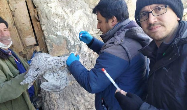 Simav'da 'Tavuk vebası' taraması