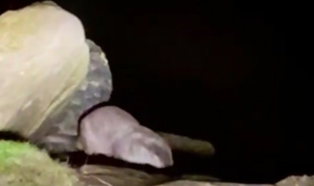 Sinop'ta 'su samuru' görüntülendi