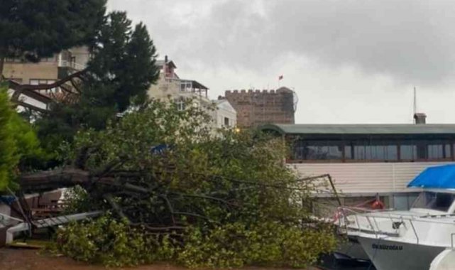 Sinop&#039;ta fırtına ağaç yıktı