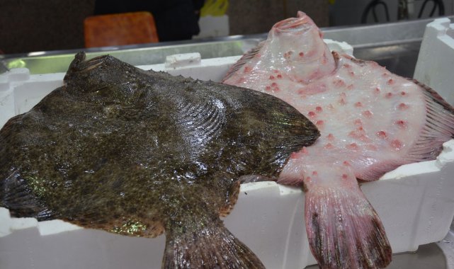 Sinop'ta kalkan balığının kilosu 300 TL'den satılıyor