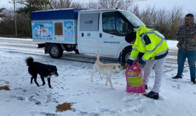 Sinop'ta sokak hayvanlarına mama