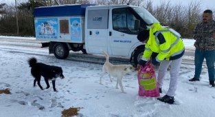 Sinop'ta sokak hayvanlarına mama