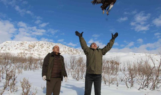 Şırnak'ta tedavisi tamamlanan bayağı şahinini Vali Pehlivan doğaya bıraktı