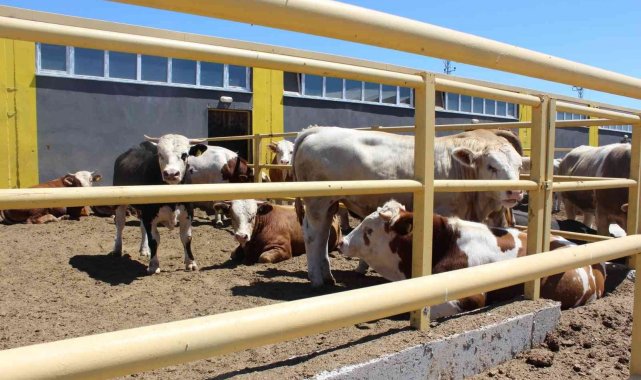 Sivas'ta 354 projeye TKDK desteği