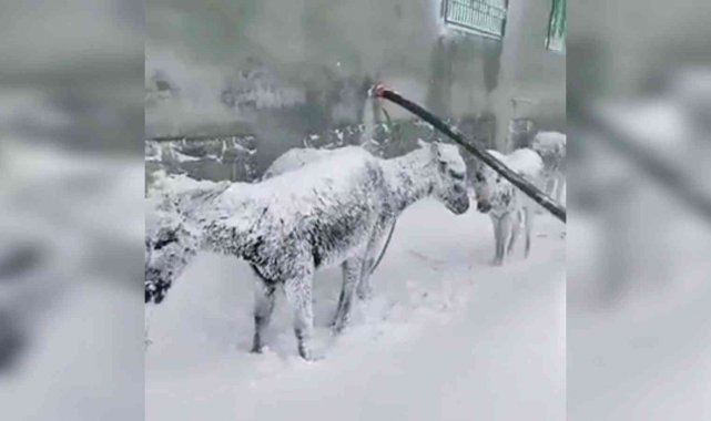 Siverek'te soğuktan donmak üzere olan eşekler kurtarıldı