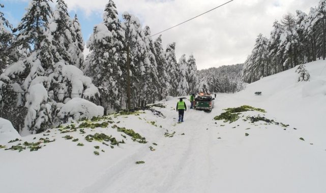 Soğuk havada karlı yollar yaban hayvanları için aşıldı