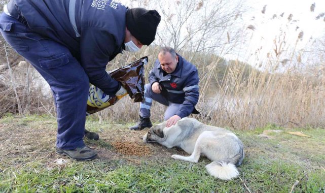Soğuk havalarda Efeler'de can dostları unutulmadı
