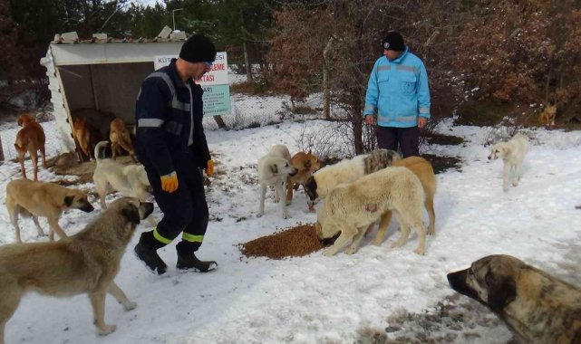 Soğuk kış günlerinde sokak hayvanları unutulmadı