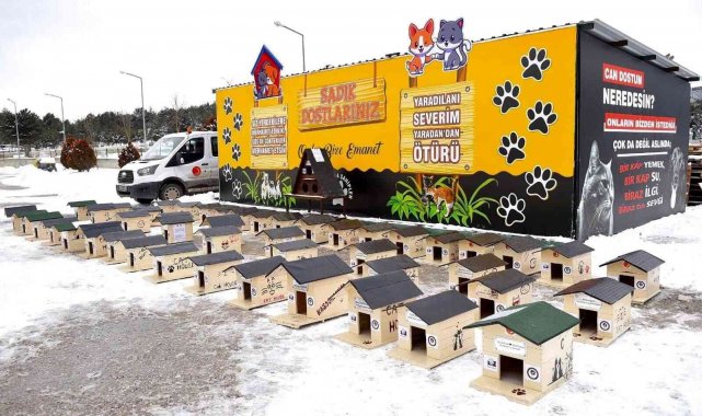 Soğuk kış gününde sokak kedilerine sıcak yuva