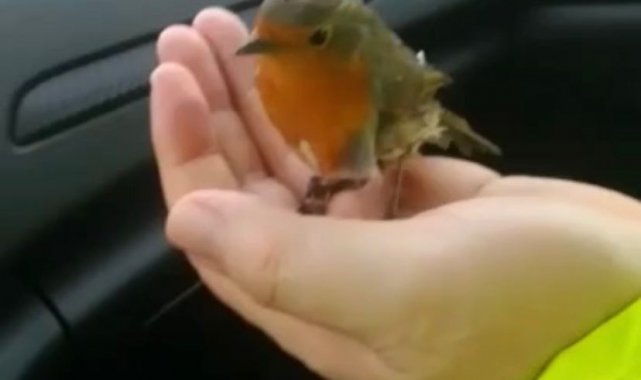 Soğukta donmak üzere olan kuşa polisten şefkat eli