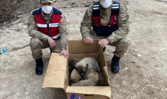 Soğukta kalan yavru köpekler barınağa götürüldü