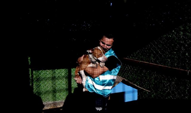 Sokağa bırakılan pitbullar ile dost oldu...Onların sokağa terk edilmesini istemiyor