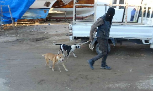 Sokağa bırakılıp aç kalan pitbullar, 1 günlük keçi yavrusunu alıp kaçtı