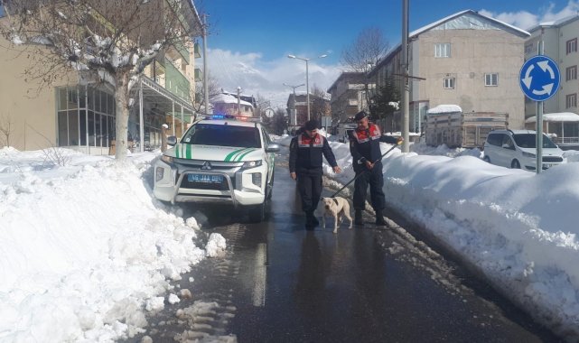 Sokağa terk edilen Pitbull barınağa teslim edildi