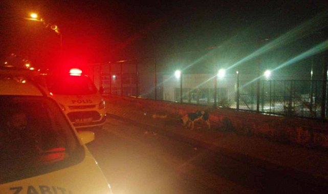 Sokağa terk edilen Pitbull, ekipleri alarma geçirdi