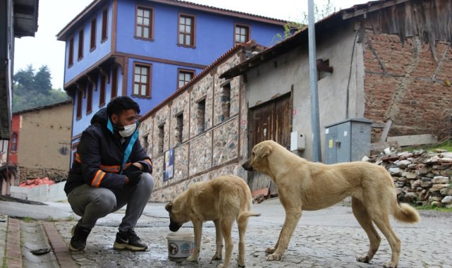 Sokak hayvanları için beslenme seferberliği