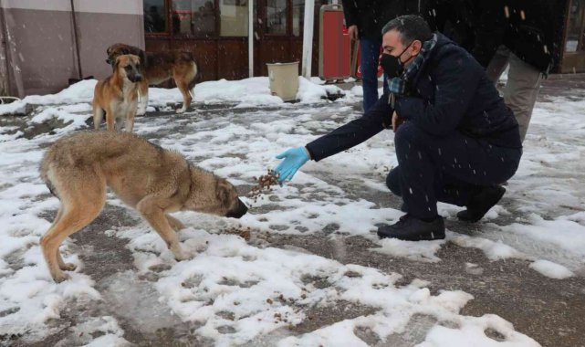 Sokak hayvanları için çağrı