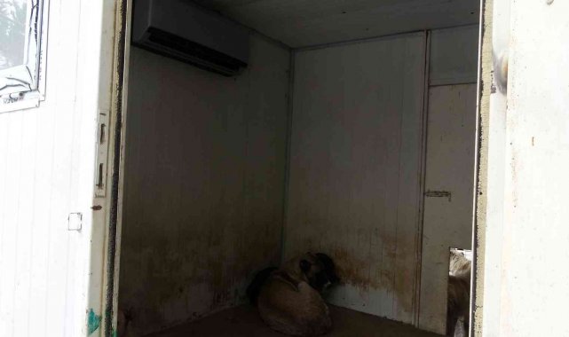 Sokak hayvanları için klimalı misafirhane