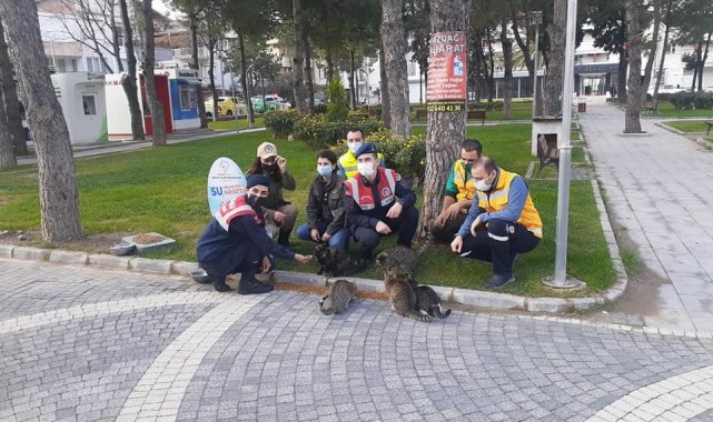 Sokak hayvanları yalnız değil