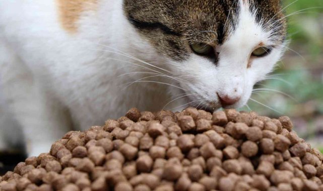 Sokak hayvanlarına büyükşehirden mama desteği