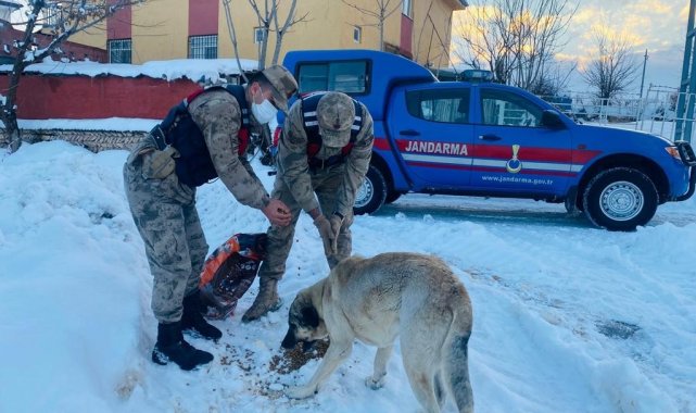 Sokak hayvanlarına güvenlik güçlerinden şefkat