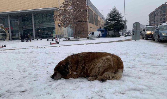Sokak hayvanlarının karla mücadelesi başladı