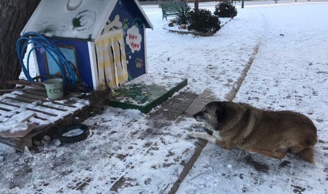 Sokak hayvanlarının mama ve su kapları buz tuttu