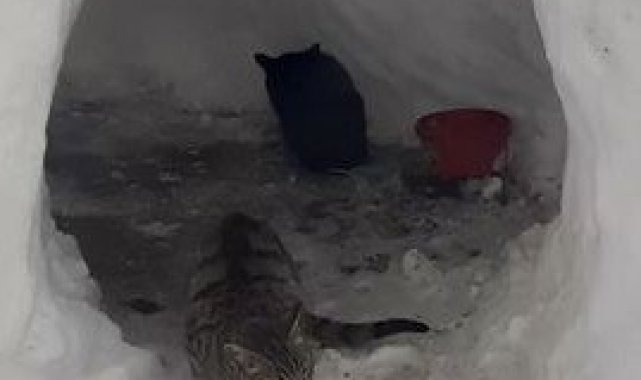 Sokak kedileri için kardan ev yaptılar